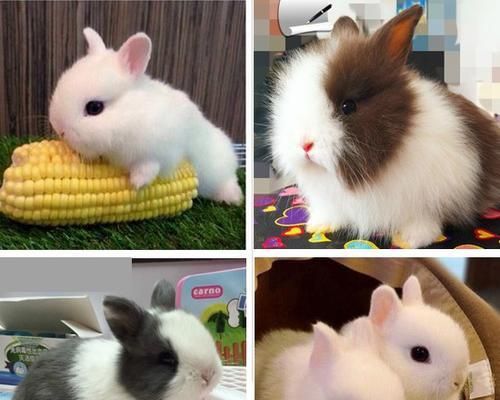 如何科学饲养宾尼垂耳兔（宠物养护指南）