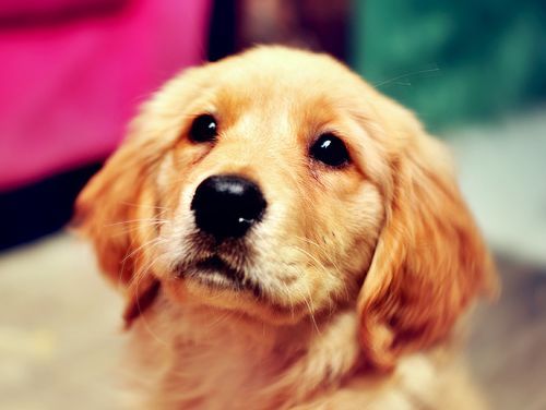 “金毛狗，营养食谱大公开！”