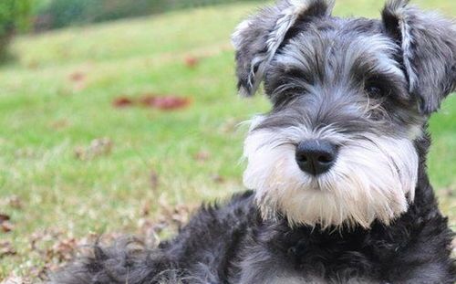 一岁雪纳瑞，每日食量参考：适量为主，健康为要。