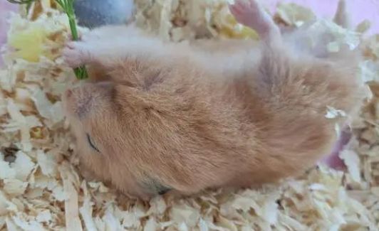 揭秘金丝熊的寿命：活力无限的小家伙 