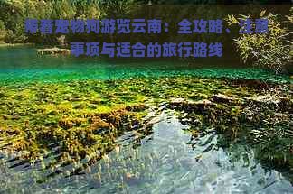 带着宠物狗游览云南：全攻略、注意事项与适合的旅行路线