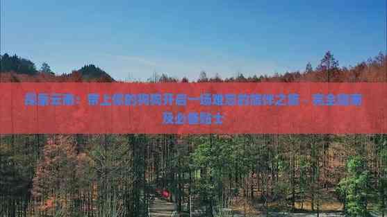 探索云南：带上你的狗狗开启一场难忘的旅伴之旅 - 完全指南及必备贴士