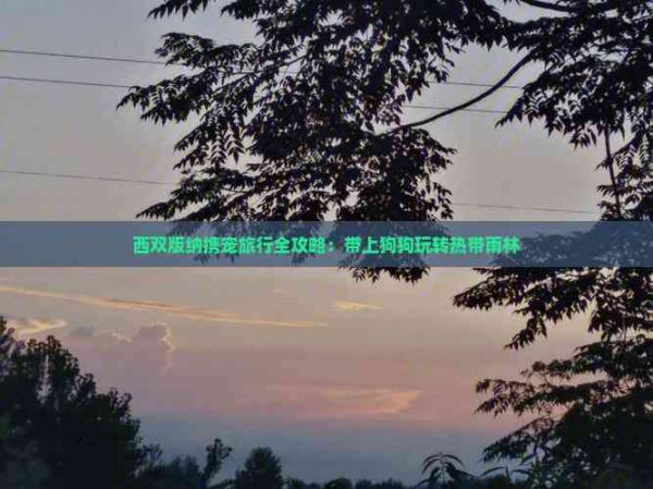 西双版纳携宠旅行全攻略：带上狗狗玩转热带雨林