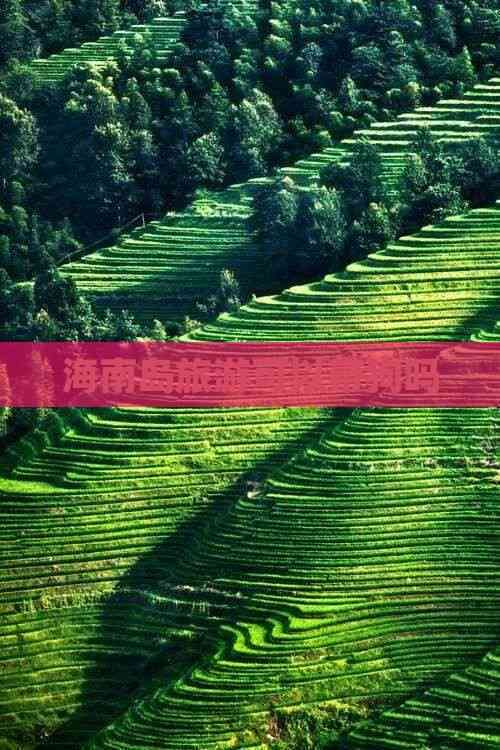 海南岛旅游可以带狗吗