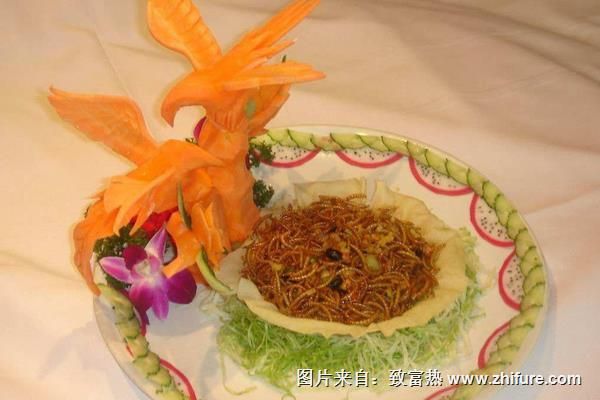 农村养殖黄粉虫有前景吗？黄粉虫养殖成本及利润分析