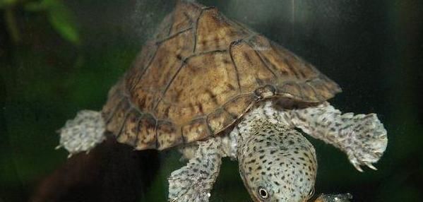 从入门到精通，饲养巨头麝香龟的全攻略（宠物龟养殖的技巧和注意事项）