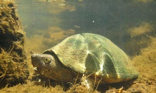从入门到精通，饲养巨头麝香龟的全攻略（宠物龟养殖的技巧和注意事项）