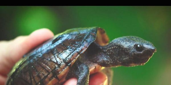 从入门到精通，饲养巨头麝香龟的全攻略（宠物龟养殖的技巧和注意事项）