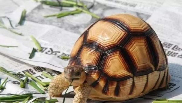 如何正确饲养特拉凡柯陆龟（了解适宜环境）