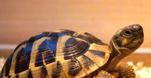 如何正确饲养特拉凡柯陆龟（了解适宜环境）