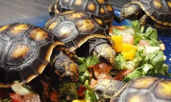 如何正确饲养特拉凡柯陆龟（了解适宜环境）