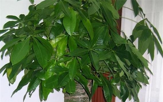 老板树怎么养？养殖老板树需要注意哪些问题？