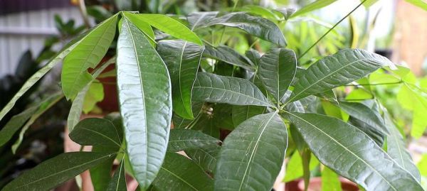 老板树怎么养？养殖老板树需要注意哪些问题？