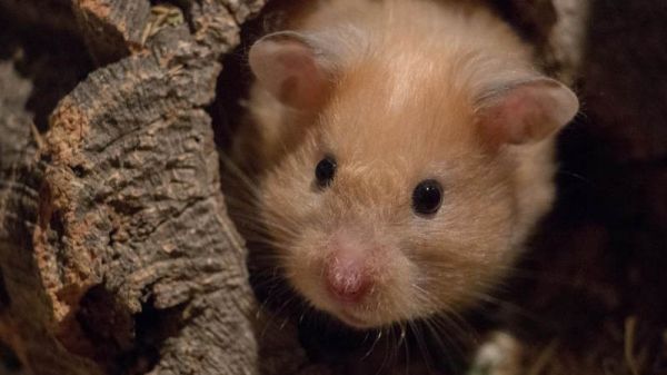 仓鼠为什么一直咬笼子