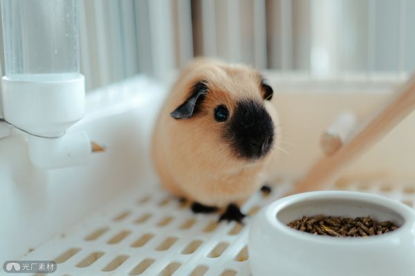 萌宠荷兰猪进食时刻