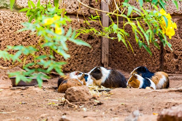 几内亚猪家庭饮食高清图片