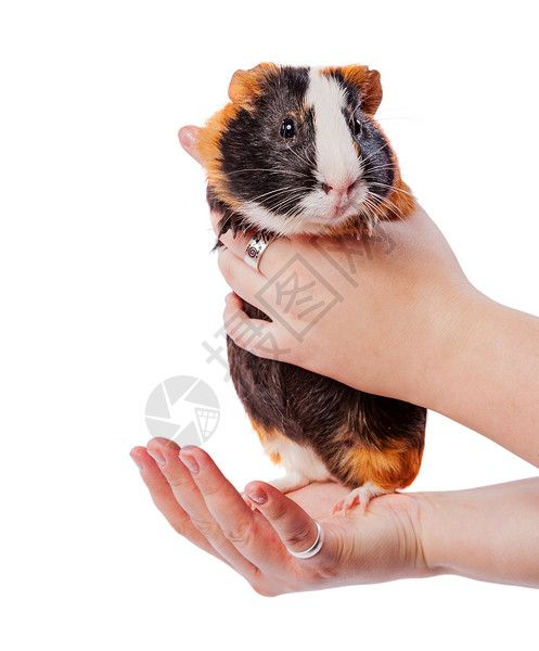 持有豚鼠有趣的小豚鼠高清图片