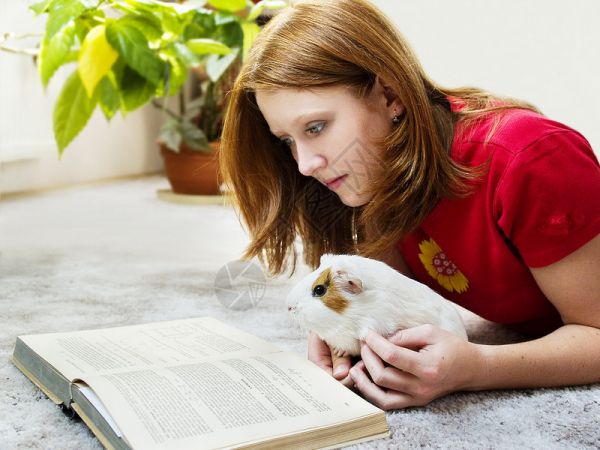 少女们一起抱着豚鼠玩耍高清图片