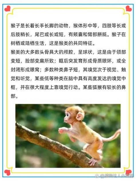 养猴子犯法吗的简单介绍