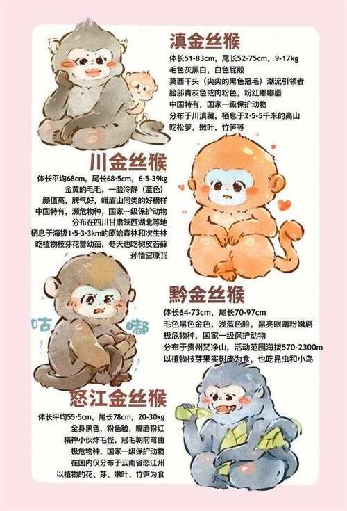 养猴子犯法吗的简单介绍