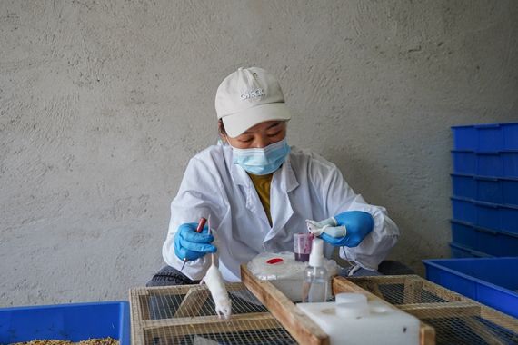 工作人员在给小白鼠采血 何颖摄.jpg