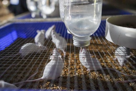 小白鼠在鼠盒内饮水 何颖摄.jpg