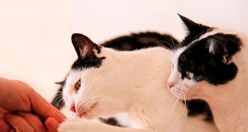 宠物猫养护技巧大全（以猫的对策）