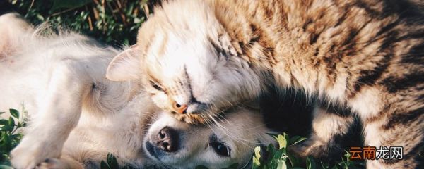 宠物可以上高铁吗？办理托运手续流程都在这！