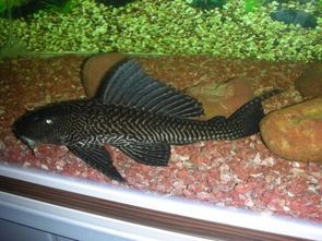 热带鱼冷水鱼混养，小心水质失衡！