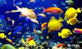 热带鱼冷水鱼混养，小心水质失衡！