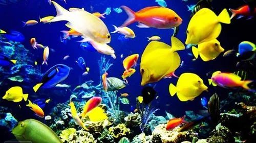 初养热带鱼，养水3天，新手必看！