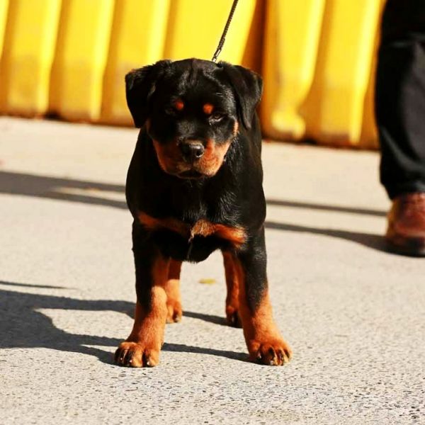 重庆罗威纳犬舍安全可靠的宠物繁殖训练服务