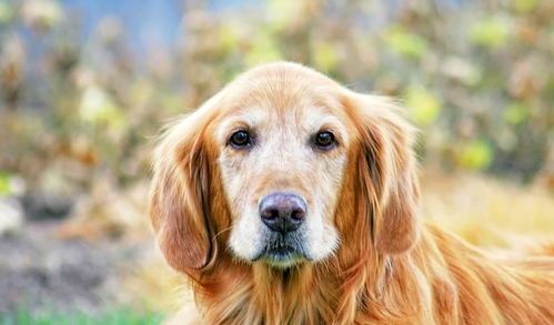 年老狗狗变凶，主人自责：宠物老化背后的辛酸与反思