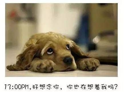 年老狗狗变凶，主人自责：宠物老化背后的辛酸与反思