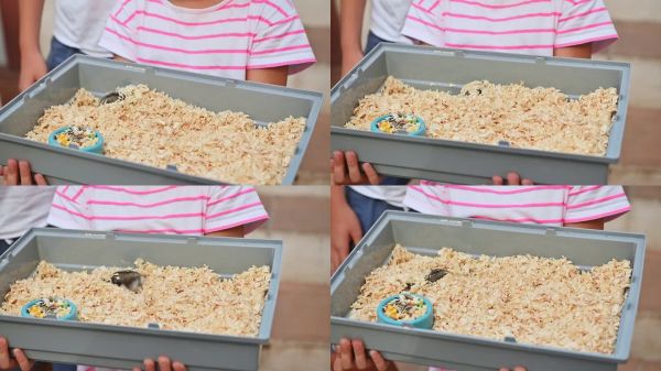 孩子抱着宠物仓鼠，笼子里有被褥和食物，展示宠物护理和对小动物的责任。