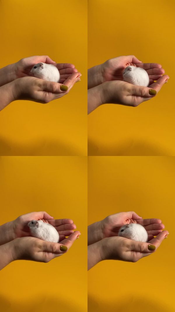 可爱的仓鼠在女性手中，宠物护理的纽带