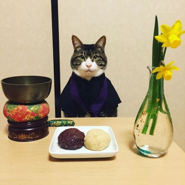 猫咪Maro与美食的幸福生活 它的伙食让人都有些眼馋（41张）