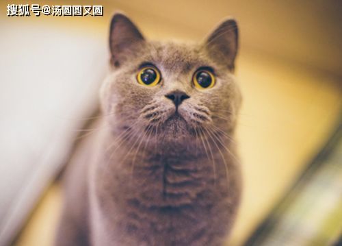 猫咪妙鲜包制作指南