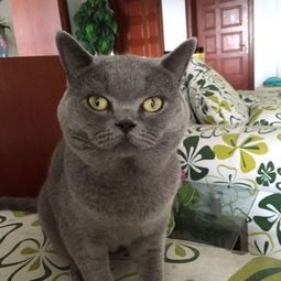 猫咪妙鲜包制作指南