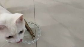 宠物猫咪小鱼干制作攻略