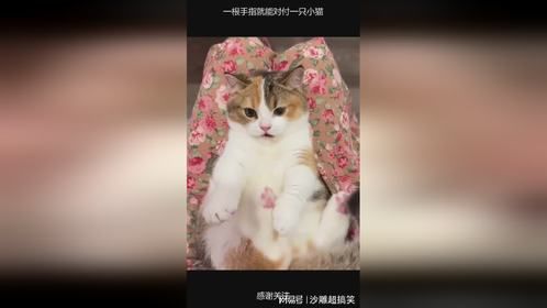 一根手指就能对付一只小猫