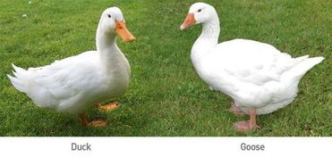 鸭架可适量喂狗，安全需谨慎评估。