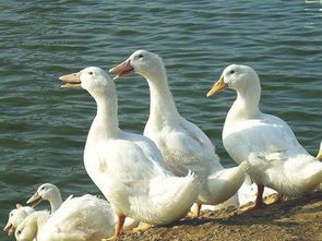 鸭架可适量喂狗，安全需谨慎评估。