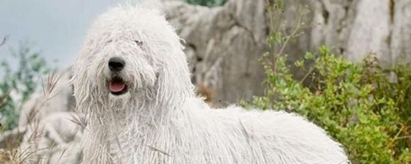 狗狗肠胃不好 应该怎么用食物调理