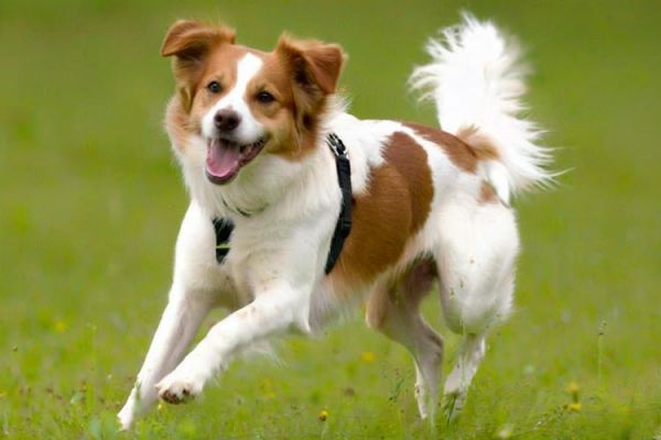 狗狗粮食怎么配，低成本宠物狗饲料自配