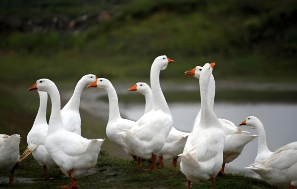 大鹅怎么喂养长得快，育肥鹅饲料自制配方