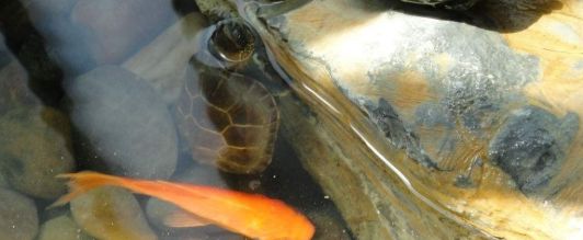 斑点龟可以和鱼混养吗？答案是可以！