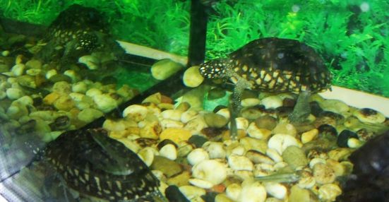 斑点龟可以和鱼混养吗？答案是可以！