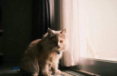 小米：跨界宠物的巨头那么多，谁玩出了“真名堂”？