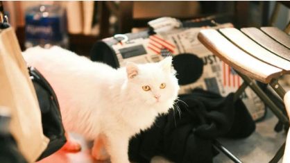 小米：跨界宠物的巨头那么多，谁玩出了“真名堂”？